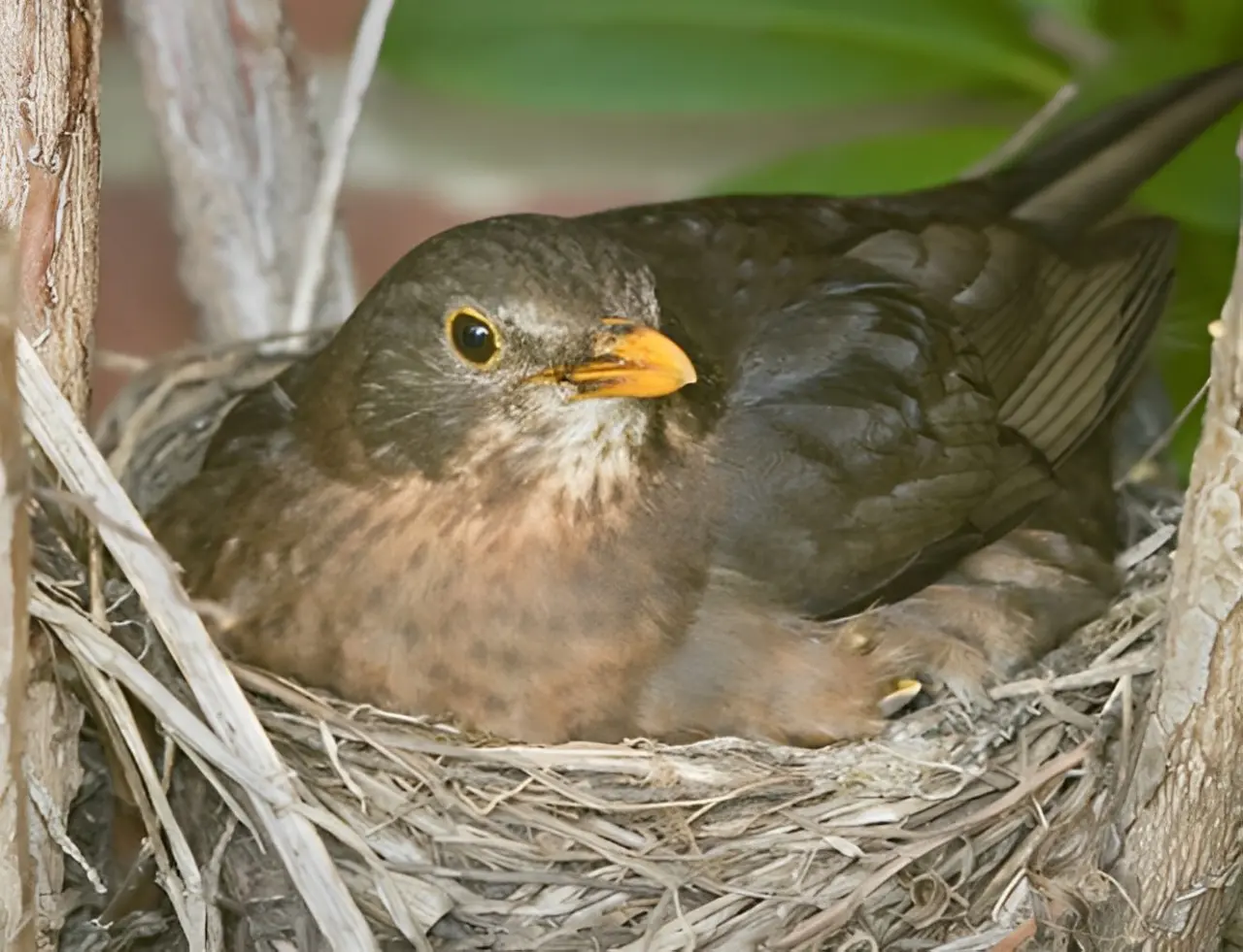 A bird sitting in its nest on the ground.